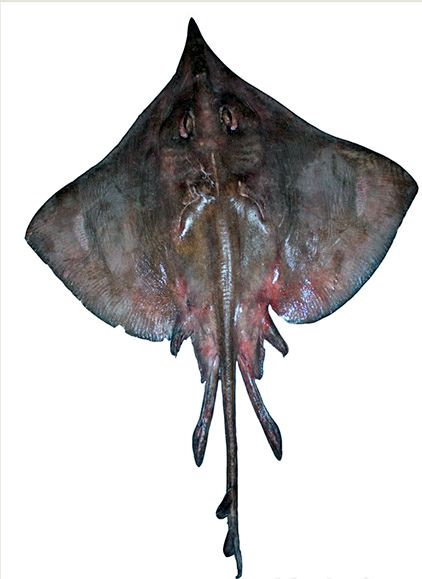 Dipturus nidarosiensis_011.jpg